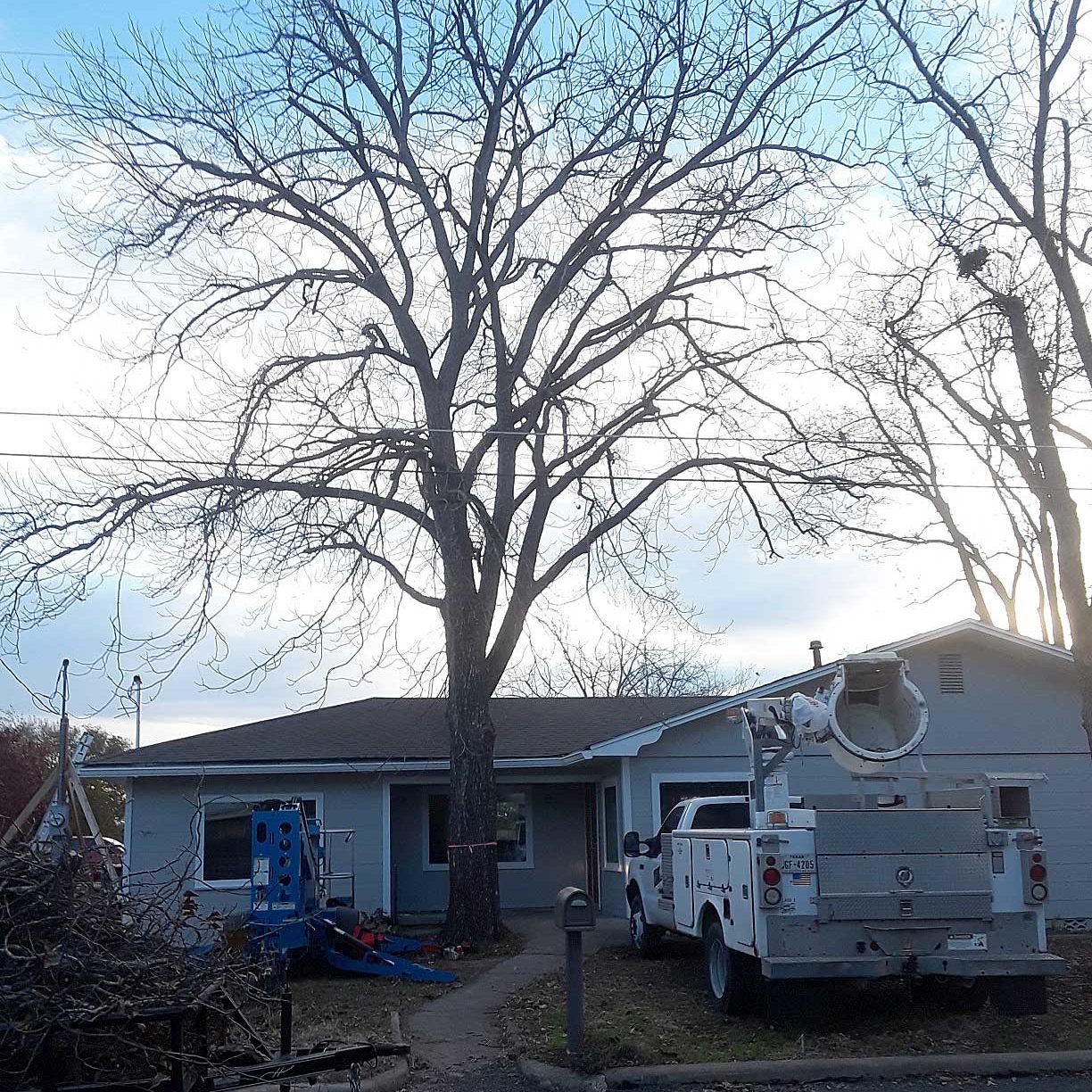 Tree removal near home - BEFORE