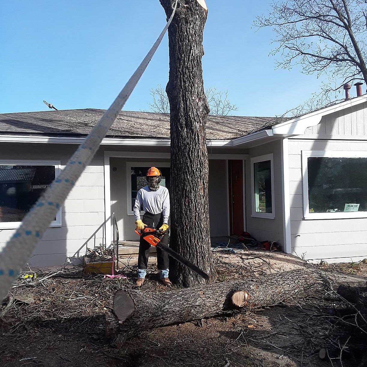 Tree removal near home - IN PROGRESS 2